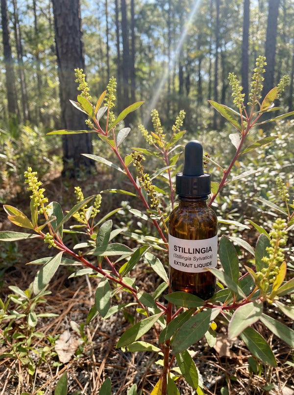 STILLINGIA (Stillingia Sylvatica)