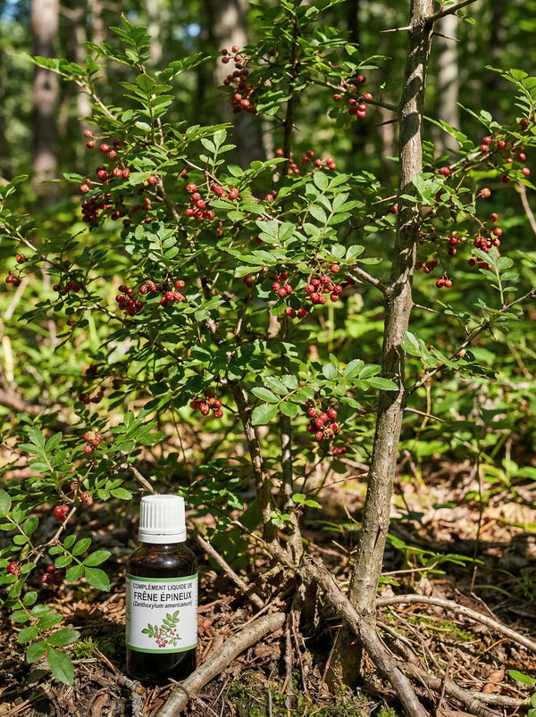 PRICKLY ASH (Zanthoxylum americanum)